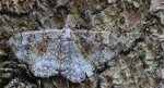 Przylepek nagrabek (Alcis repandata)