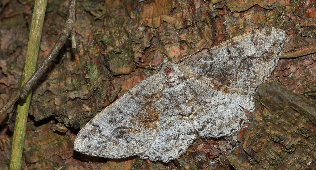 Przylepek nagrabek (Alcis repandata)