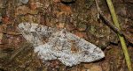 Przylepek nagrabek (Alcis repandata)