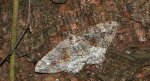 Przylepek nagrabek (Alcis repandata)