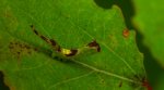 Leszczotka dwojaczka, widłogonka dwojaczka, dziwaczka dwojaczka, widłogonka białodrzewka (Furcula bifida)