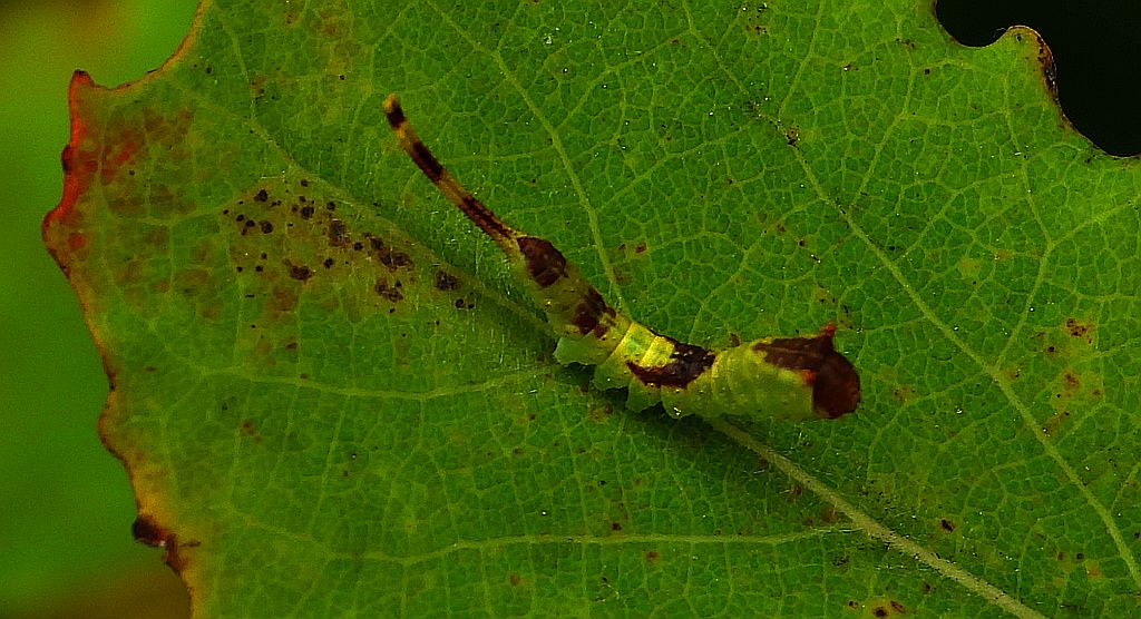 Leszczotka dwojaczka, widłogonka dwojaczka, dziwaczka dwojaczka, widłogonka białodrzewka (Furcula bifida)