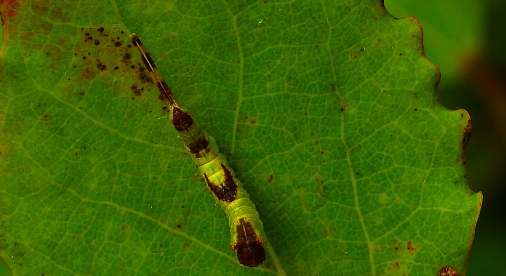 Leszczotka dwojaczka, widłogonka dwojaczka, dziwaczka dwojaczka, widłogonka białodrzewka (Furcula bifida)