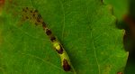 Leszczotka dwojaczka, widłogonka dwojaczka, dziwaczka dwojaczka, widłogonka białodrzewka (Furcula bifida)