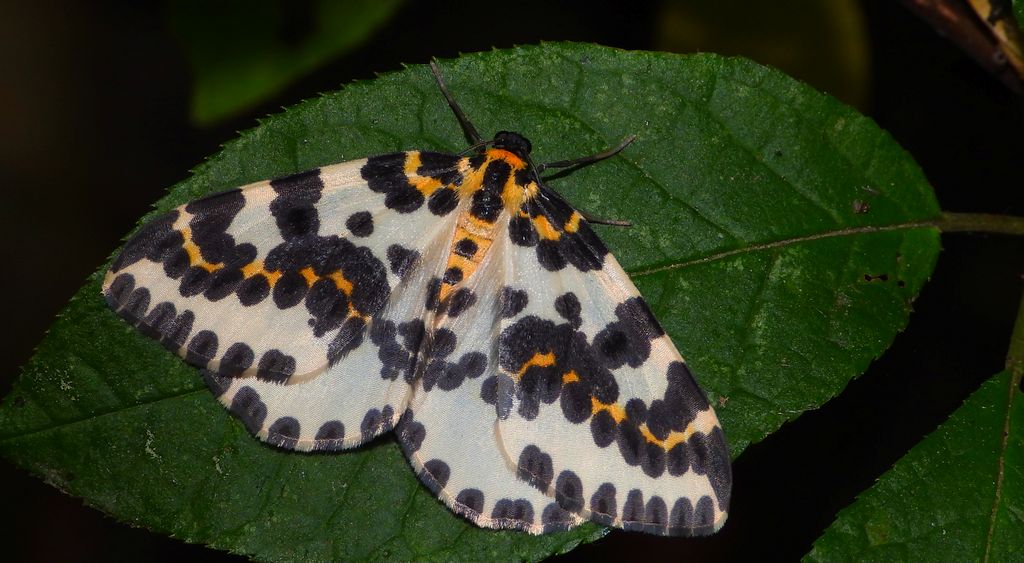 Plamiec agreściak (Abraxas grossulariata syn. Abraxas grossulariatus)