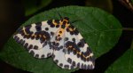 Plamiec agreściak (Abraxas grossulariata syn. Abraxas grossulariatus)