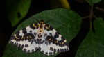 Plamiec agreściak (Abraxas grossulariata syn. Abraxas grossulariatus)