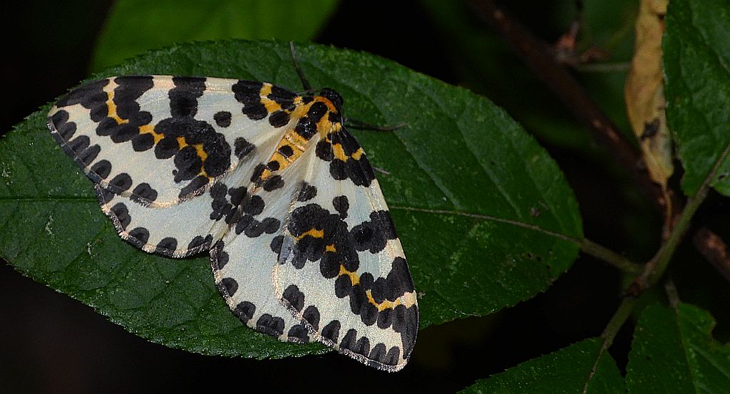 Plamiec agreściak (Abraxas grossulariata syn. Abraxas grossulariatus)