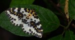 Plamiec agreściak (Abraxas grossulariata syn. Abraxas grossulariatus)