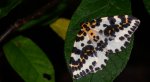Plamiec agreściak (Abraxas grossulariata syn. Abraxas grossulariatus)