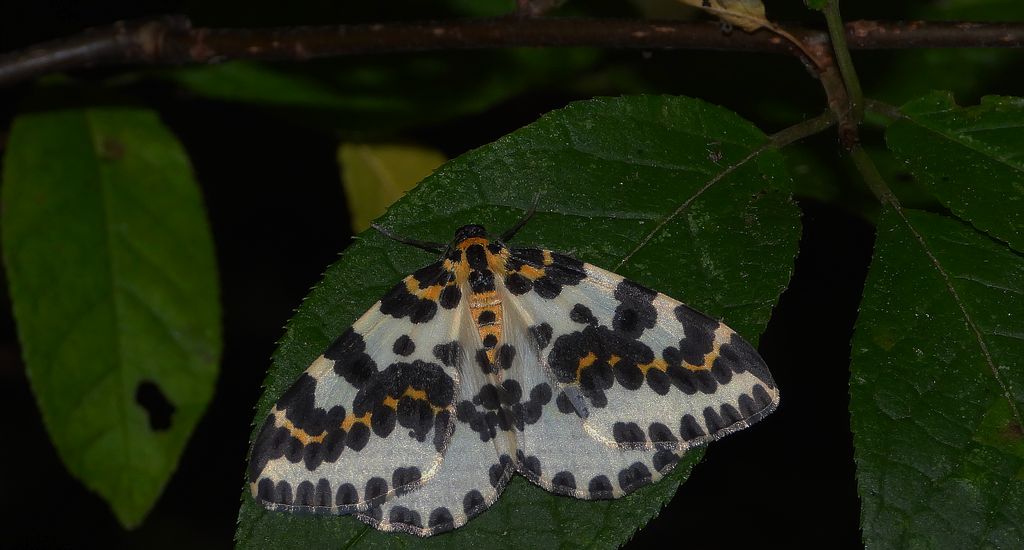 Plamiec agreściak (Abraxas grossulariata syn. Abraxas grossulariatus)