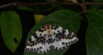 Plamiec agreściak (Abraxas grossulariata syn. Abraxas grossulariatus)