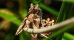 Błyszczka jarzynówka, literówka jarzynówka (Autographa gamma)