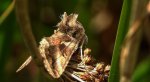 Błyszczka jarzynówka, literówka jarzynówka (Autographa gamma)