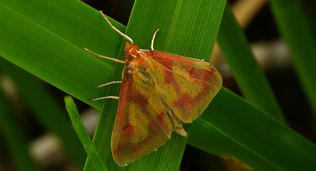 Przezierka bagienka (Ostrinia palustralis)