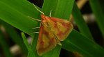 Przezierka bagienka (Ostrinia palustralis)