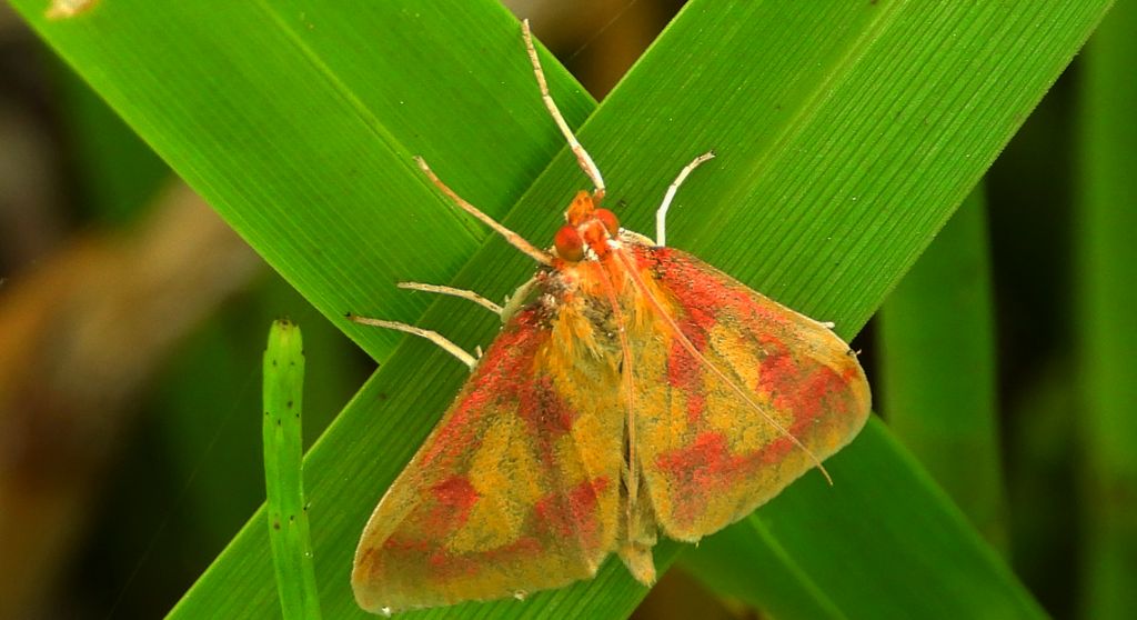 Przezierka bagienka (Ostrinia palustralis)