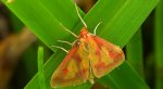 Przezierka bagienka (Ostrinia palustralis)