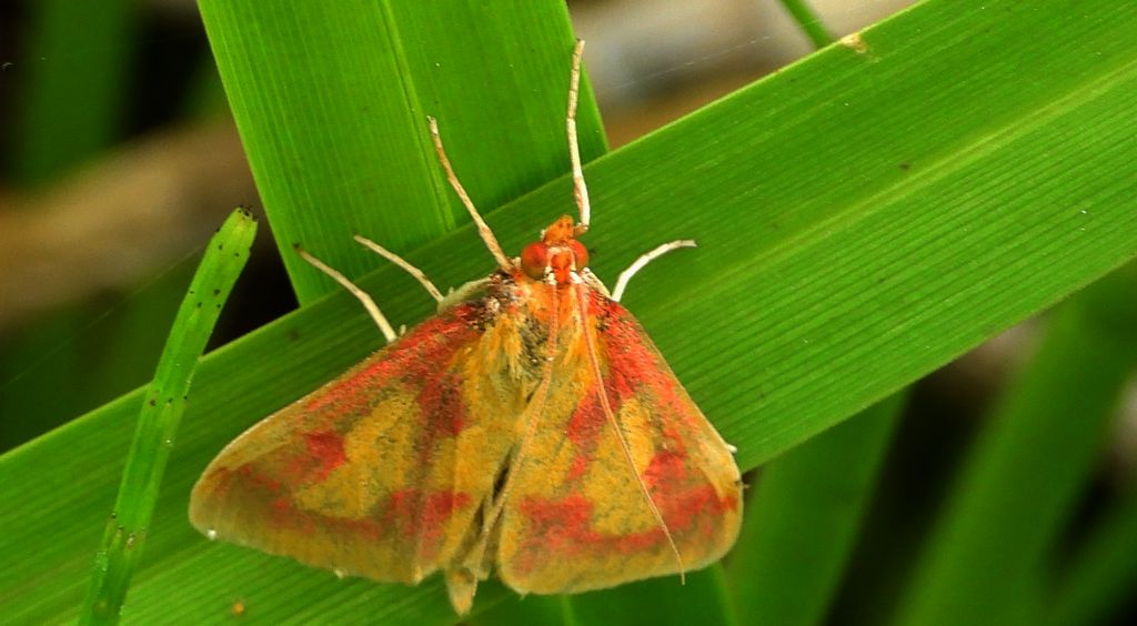 Przezierka bagienka (Ostrinia palustralis)