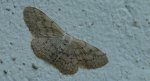 Krocznik rzędzik (Idaea seriata)