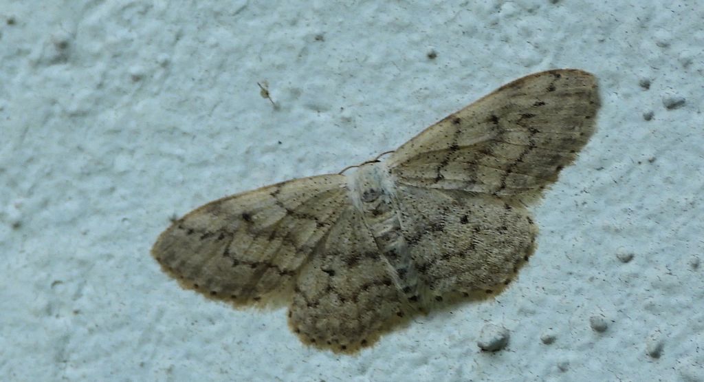 Krocznik rzędzik (Idaea seriata)