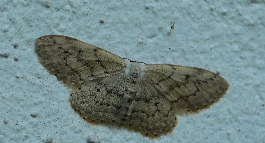 Krocznik rzędzik (Idaea seriata)