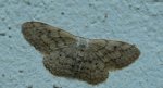 Krocznik rzędzik (Idaea seriata)