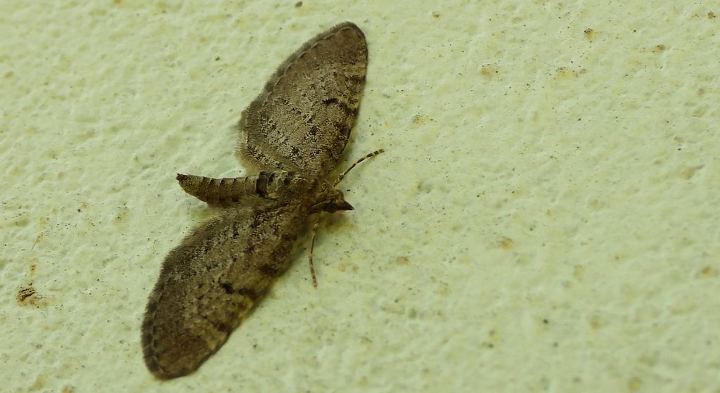 Grotnik kreskowiak (Eupithecia intricata)