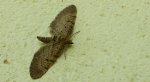 Grotnik kreskowiak (Eupithecia intricata)