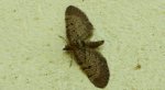 Grotnik kreskowiak (Eupithecia intricata)