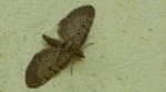 Grotnik kreskowiak (Eupithecia intricata)