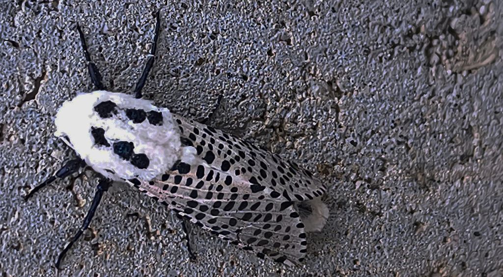 Torzyśniad kasztanówka (Zeuzera pyrina)