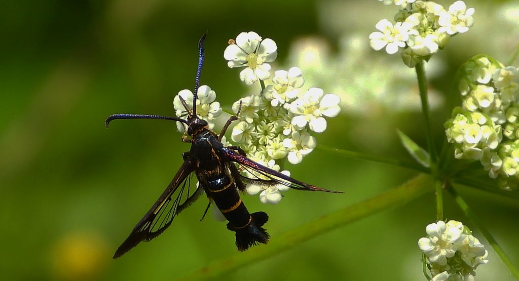 Przeziernik porzeczkowiec (Synanthedon tipuliformis)