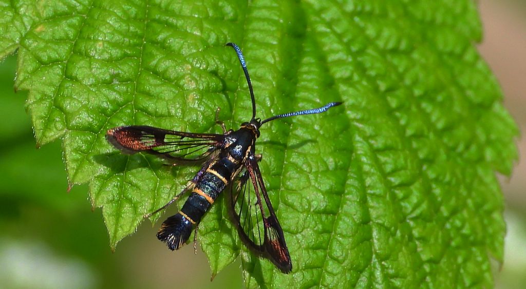 Przeziernik porzeczkowiec (Synanthedon tipuliformis)