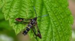 Przeziernik porzeczkowiec (Synanthedon tipuliformis)