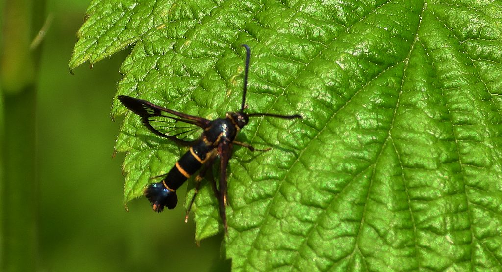 Przeziernik porzeczkowiec (Synanthedon tipuliformis)