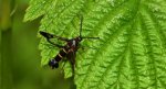 Przeziernik porzeczkowiec (Synanthedon tipuliformis)