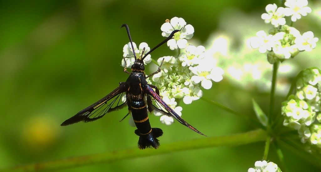 Przeziernik porzeczkowiec (Synanthedon tipuliformis)