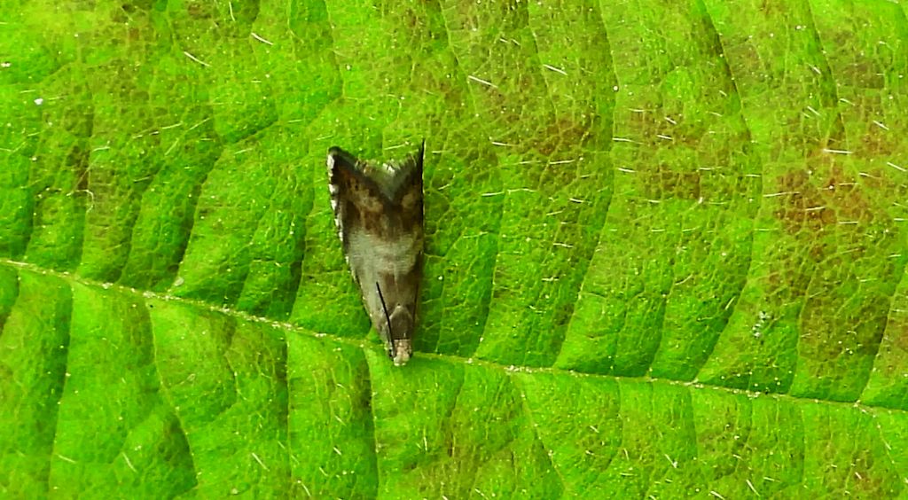 Strophedra nitidana