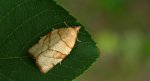 Pandemis cinnamomeana
