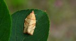 Pandemis cinnamomeana