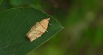 Pandemis cinnamomeana