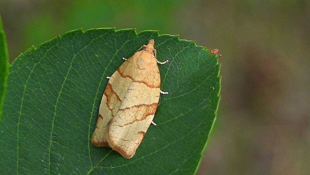 Pandemis cinnamomeana