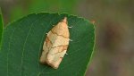 Pandemis cinnamomeana