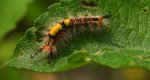 Znamionówka starka, znamionówka tarniówka (Orgyia antiqua)