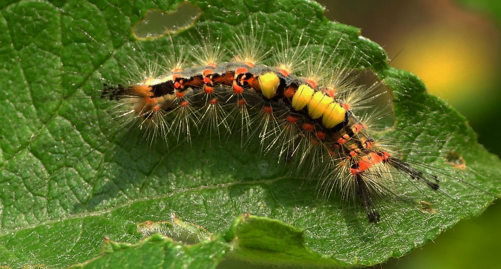 Znamionówka starka, znamionówka tarniówka (Orgyia antiqua)