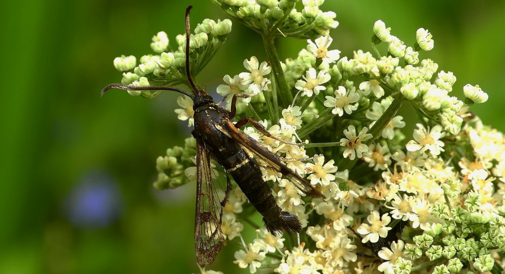 Przeziernik olchowiec (Synanthedon spheciformis)