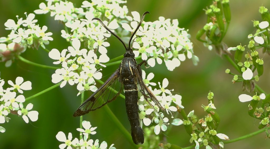 Przeziernik olchowiec (Synanthedon spheciformis)