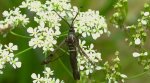 Przeziernik olchowiec (Synanthedon spheciformis)