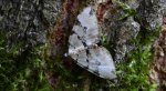 Paśnik zieleniak (Colostygia pectinataria)